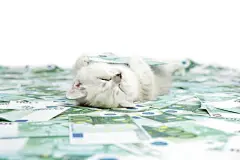 点击来源直接获取大图文件 |Kitten and cash. The cat lies on the money and hugs the euro banknote isolated on a white background.