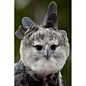 allcreatures:

Toruk, a three-year-old male harpy eagle, is pictured at the San  Diego Zoo. The feathers on the top of the head, which can be fanned out  into a bold crest, distinguishes this raptor from other eagles. Toruk’s  keepers say he seems to rais