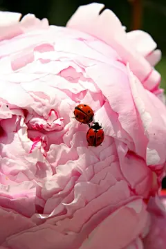 牡丹花高清图片设计