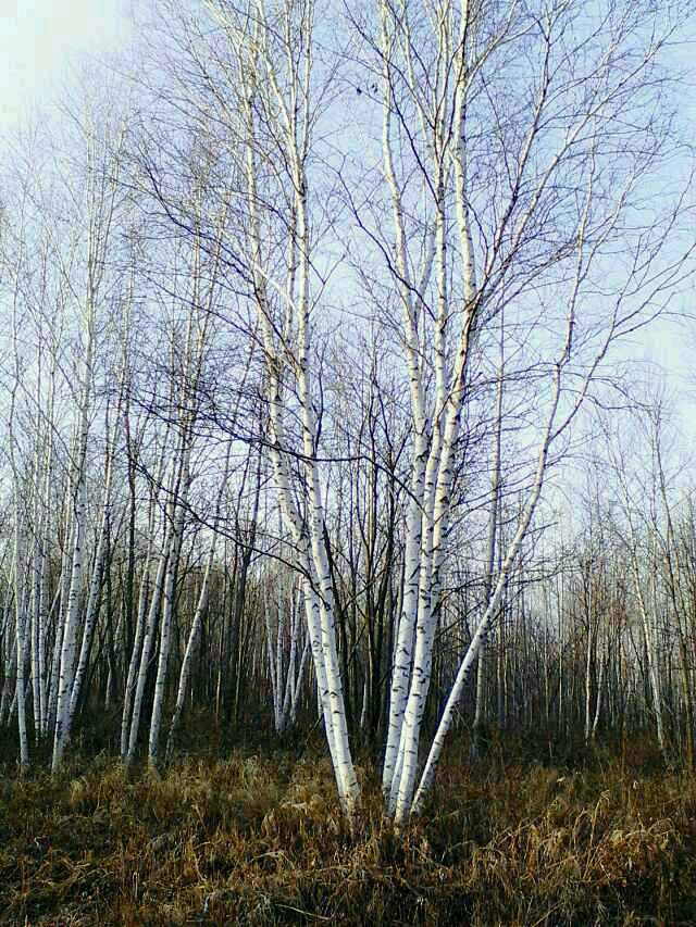 丛生白桦
