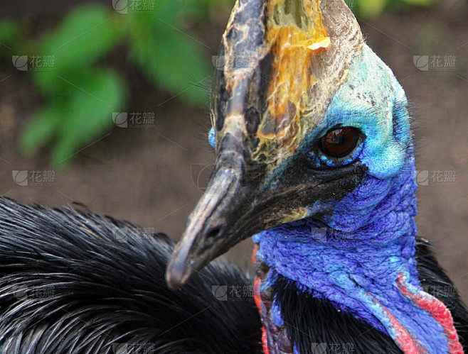 食火鸡的画像(Casuarius)