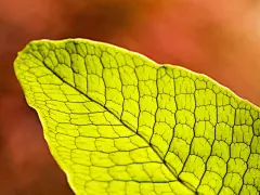 植物绿叶绿色护眼高清壁纸桌面壁纸1
