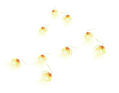 Warmsun屿森采集到PNG素材