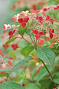 全部尺寸 | wild hydrangea, "kurenai(crimson)" | Flickr - 相片分享！