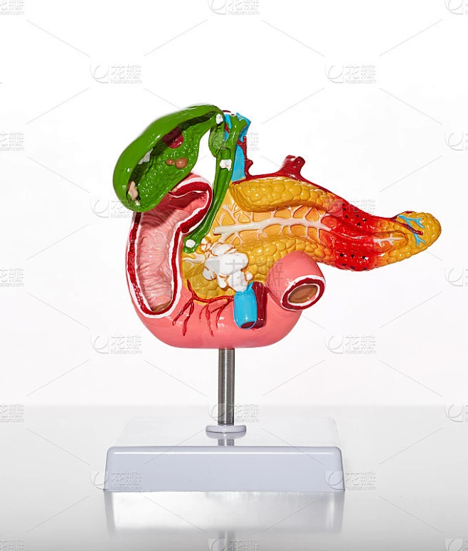 人类胰腺和胆囊的解剖模型与病理和疾病的医学和生物教育，特写素材-花瓣网