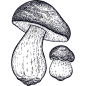 手绘素描农场动物蔬菜鸡羊牛线稿PNG透明图案 AI矢量 (33)