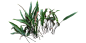 石韦1-(2,1)-TB副本