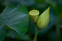 夏季夏日夏天荷花美丽壁纸图片图片下载