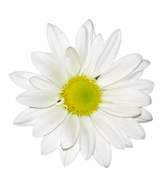 花朵免抠素材二xcbwuyi6565wuyi