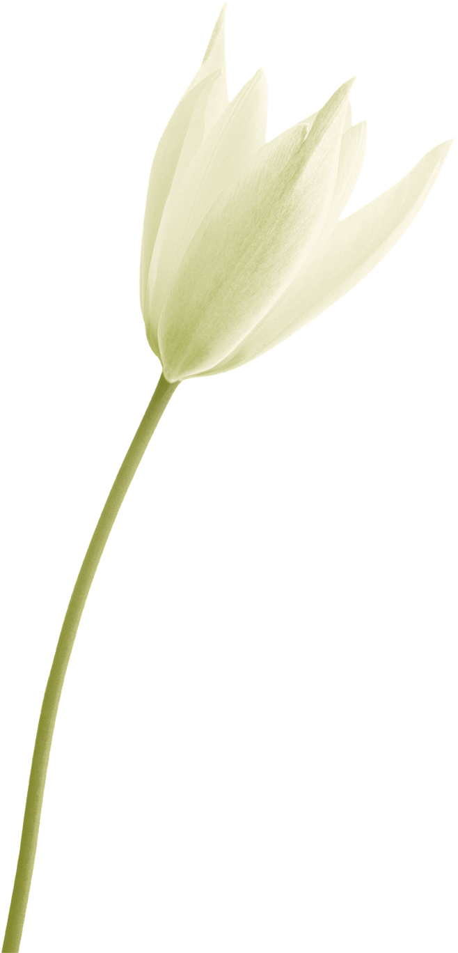 png白色百合花卉花朵鲜花手绘透明免抠素...