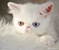 异色瞳猫咪，眼睛里装着皓月和烈阳，实在太美了~（ins：missypampam） 
