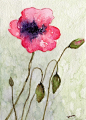Pink Poppy Giclee PRINT from originl watercolor by siiso on Etsy