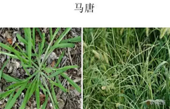 阿琼12采集到野草
