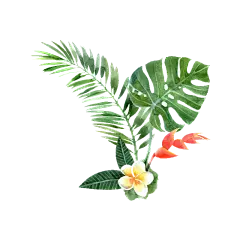 png手绘彩绘植物绿叶花朵素材  艺术插画叶子素材
@冒险家的旅程か★