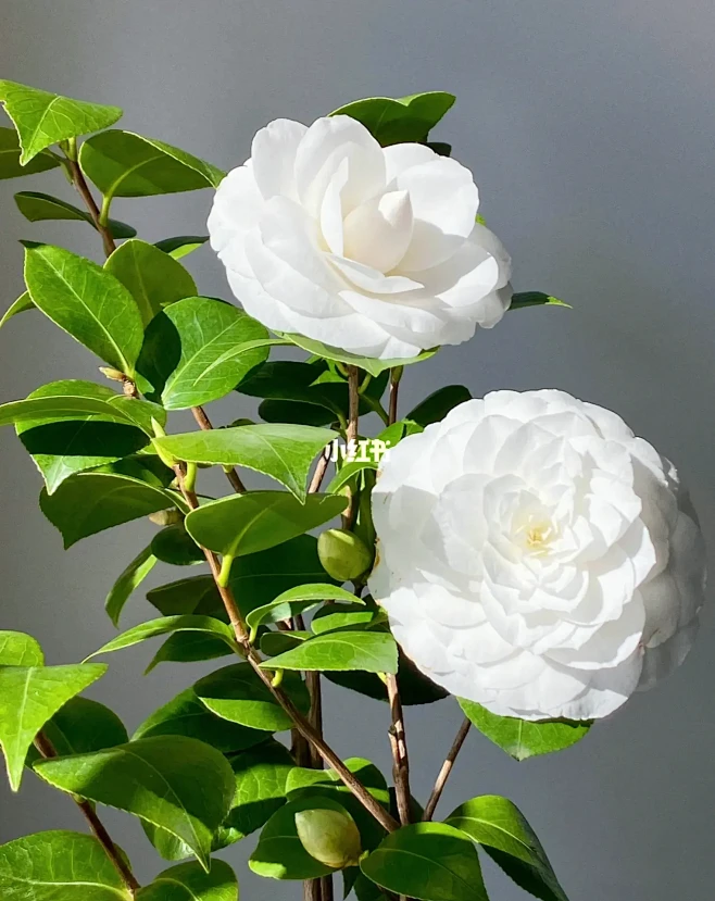 白色山茶花图片_花草/水/植物装饰图片素材-花瓣网