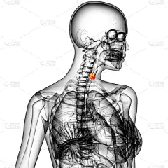 甲状腺,三维图形,插画,人类腺体,喉咙,脖子,胸部,人体,腹腔,人