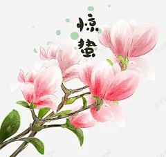 手绘玉兰花装饰图案高清素材 二十四节气 惊蛰节气 手绘插画 玉兰花 装饰图案 鲜花 元素 免抠png 设计图片 免费下载
