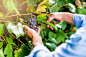 Unrecognizable man cutting bunch of ripe blue grapes