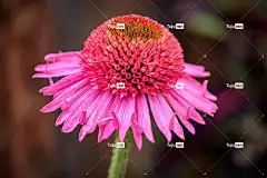 紫色金光菊 花 植物 紫色刺猬头 花壁纸 生长 夏天 自然