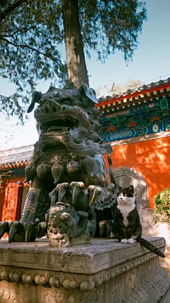 【送限量非卖品】@厦门航空杂志 4月刊文化专题“爱猫者”说，7个人与7只猫的故事，同刊还有papi酱，吾皇白茶，鹦鹉史航等。之前有老铁求刊上壁纸，现整合发布。关注喵哥并转发本帖，4月12日抽6人，每人送一本！@微博抽奖平台 ​​​​