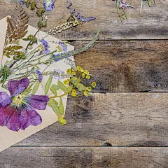 美丽的干花背景