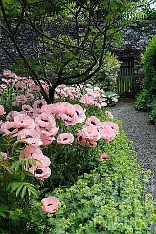 Pink poppies