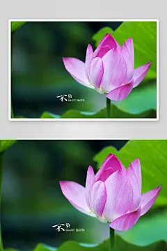 荷花莲花唯美壁纸风景画-众图网