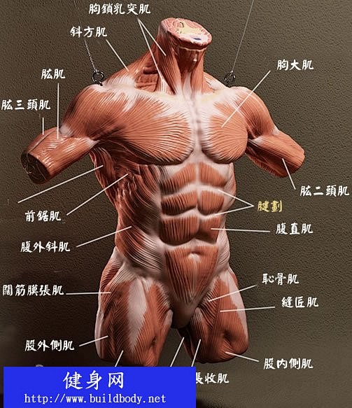 看图了解人体肌肉部位