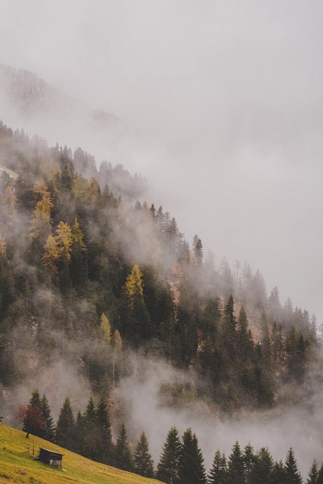 forest covered with ...