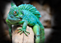 reptile-eskilstuna-exotic-green-780eb4f39293cb110dfb07fff864ec48