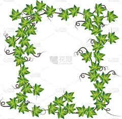 绿色的常春藤。矢量插画