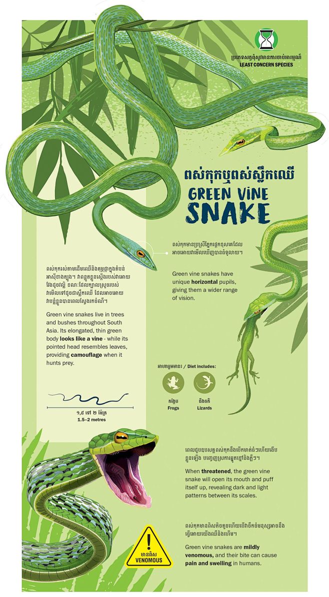 其中包括图片：Green vine sn...