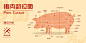 猪肉部位图