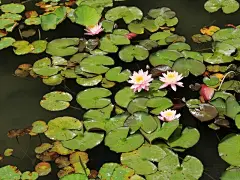 另人陶醉的唯美鲜花图片高清壁纸桌面壁纸4