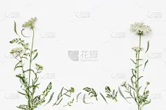 白色背景,风景,平铺,野花,水平画幅,夏天,生日,乡村风格,母亲,壁纸