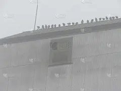 工业楼宇上的雀鸟
