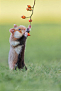 摄影师拍摄到的野生仓鼠，敲可爱的啊！！  ​​​​