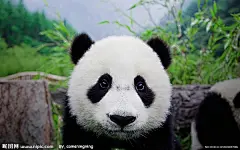 有人在知乎上提这个问题了。在我以往经历中经常遇到人问。谢@田文 同学圈我~
关于猫和猫科动物，在人长眉毛的地方都会有长毛，但这个毛发等价到人身上是不存在的，田文同学的回答是对的，猫科动物这类毛发是他们感知头部周边空间距离的“探测设备”。而人的眉毛就是保护眼睛不受汗水或少量雨水入眼。
狗的情况很复杂，大部分是没有眉毛的，不过有些狗在眼部周围的毛发会特别旺盛，并且颜色会有区分。例如雪纳瑞。这很像人的眉毛，但具体啥功能我就不知道了。
这电脑上没啥自己的照片，本帖照片全部网络引用。（图片：壁纸酷）