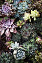 Curious Botanicals