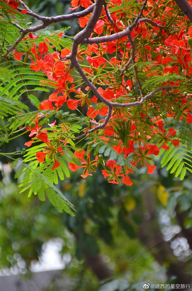 凤凰木（学名：Delonix regia）又名影树、凤凰树、凤凰花、金凤、火凤凰、洋楹、红花楹（广州）、火树、红火楹、火焰树、森之炎等，为豆科 ...