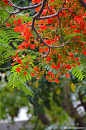 凤凰木（学名：Delonix regia）又名影树、凤凰树、凤凰花、金凤、火凤凰、洋楹、红花楹（广州）、火树、红火楹、火焰树、森之炎等，为豆科凤凰木属的植物。原生非洲马达加斯加，在台湾、海南、云南、广东、广西、福建等地均有分布。野外属濒危物种，目前已由人工引种栽培，被广泛栽种为观赏树。