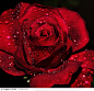 超清晰红玫瑰、水珠
