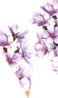 hua4