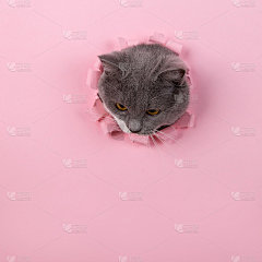 灰色漂亮可爱的猫从粉红色的纸洞里探出头来。概念空白为兽药设计，复制空间。