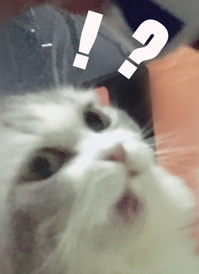 黑糖WTF 表情包 猫 希丞