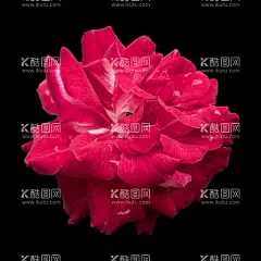 花卉 花朵 免扣花  - 源文件下载【酷图网】花卉,花朵,免扣花,玫瑰,红蓝玫瑰,月季,北欧风格元素,绿叶植物,贺卡,花草,花卉植物,鲜花,