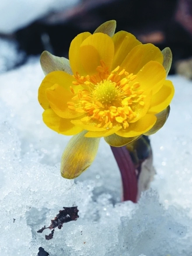 琥珀的眸子”}......冰凌花 黑土地上春的信使 冰凌花属于毛茛科，侧金盏属，其学名为侧金盏花。不同地域给它赋予了不同的名字：冰凌花、冰了花 ...