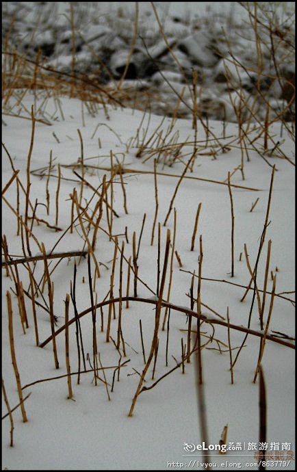 旧片新帖之凤凰岭山下雪中行, 红光旅游攻...