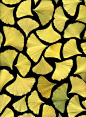 36388 Ginkgo biloba by horticultural art, via Flickr