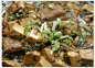如何做青鱼豆腐的做法